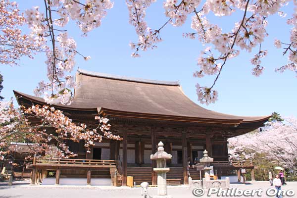 Miidera's Kondo Hall and cherry blossoms in Otsu.
Keywords: shiga otsu miidera onjoji temple tendai buddhist sect cherry blossoms sakura otsusakura shigabestkokuho shigabestsakura