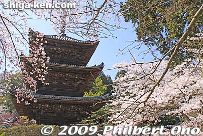 Miidera's Three-story pagoda (Sanju-no-to)
Keywords: shiga otsu miidera onjoji temple tendai buddhist sect cherry blossoms sakura pagoda otsusakura shigabestsakura