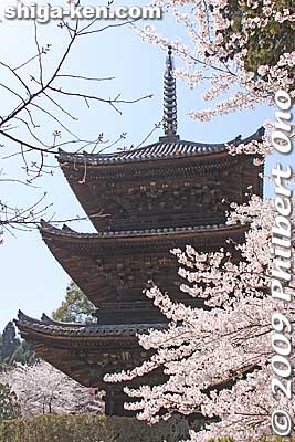 Keywords: shiga otsu miidera onjoji temple tendai buddhist sect cherry blossoms sakura pagoda 