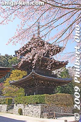 Keywords: shiga otsu miidera onjoji temple tendai buddhist sect cherry blossoms sakura pagoda 