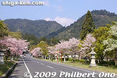Hiyoshi Baba road in central Sakamoto. On the right is Mt. Hachijoji. 日吉馬場
Keywords: shiga otsu sakamoto cherry blossoms flowers sakura otsusakura shigabestsakura