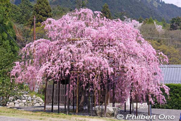 Weeping cherry tree at Hiyoshi Taisha Shrine in Otsu.
Keywords: shiga otsu sakamoto otsusakura shigabestsakura