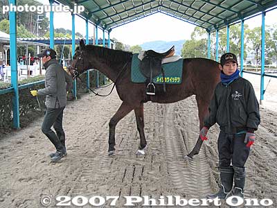 This one is named Meisho Ittetsu. メイショウ　イッテツ
Keywords: shiga ritto jra training center horse race racing thoroughbred