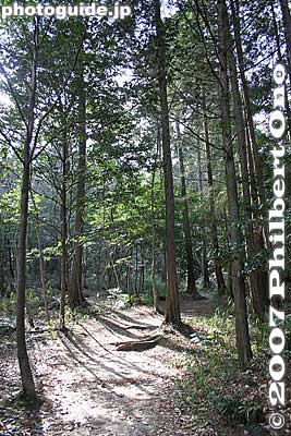 Nature trail
Keywords: shiga ritto nature park forest hiking trail tree