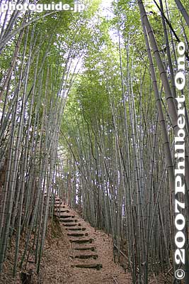Nature trail into bamboo forest.
Keywords: shiga ritto nature park forest hiking trail tree bamboo