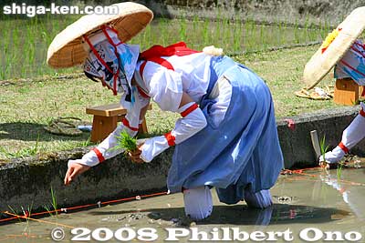 Now you know why some old Japanese women crouch when they walk. They used to plant rice. Of course, these days, most rice is planted mechanically.
Keywords: shiga taga-cho taga taisha shrine shinto festival matsuri rice seedlings paddy paddies planting