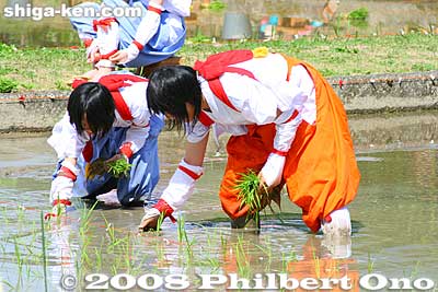 These two girls did away with the hat which could not stay on.
Keywords: shiga taga-cho taga taisha shrine shinto festival matsuri rice seedlings paddy paddies planting