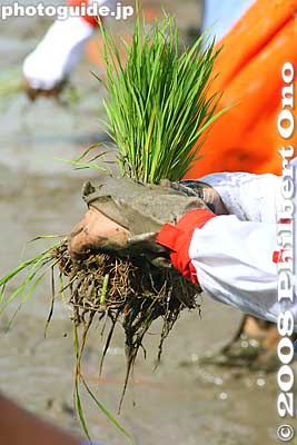 Rice seedlings in hand
Keywords: shiga taga-cho taga taisha shrine shinto festival matsuri rice seedlings paddy paddies planting