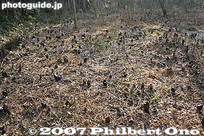 Imazu is also noted for zazenso Eastern Skunk Cabbage flowers blooming in Feb. and March.
Keywords: shiga takashima imazu-cho Eastern Skunk Cabbage flowers
