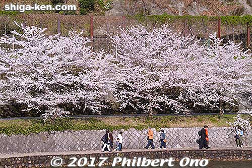 It's really beauitful to see the cherry blossoms from the boat.
Keywords: shiga takashima kaizu-osaki cherry blossom cruise boat sakura japanharu shigabestsakura