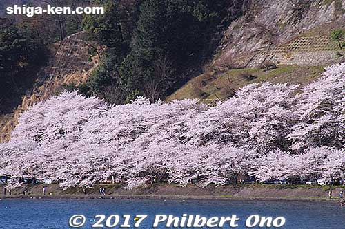 Boats also leave from Nagahama and Hikone for Kaizu-Osaki.
Keywords: shiga takashima kaizu-osaki cherry blossom cruise boat sakura japanharu