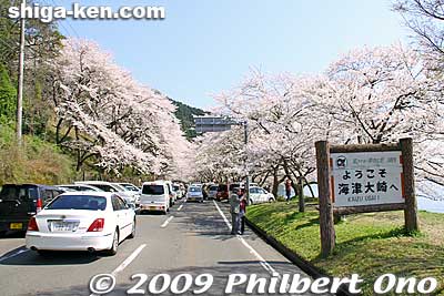 The Kaizu-Osaki welcome sign marks the start of the cherry tree-lined road. Beware of cars. [url=http://goo.gl/maps/mKAYF]MAP[/url]
Keywords: shiga takashima makino-cho kaizu-osaki cherry blossoms sakura flowers lake biwa shigabestsakura