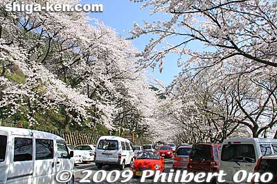 On weekends, the road is bumper-to-bumper traffic when the cherries are in full bloom. The road also becomes a one-way road from west to east.
Keywords: shiga takashima makino-cho kaizu-osaki cherry blossoms sakura flowers lake biwa shigabestsakura