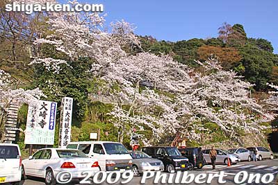 Near the boat pier is Osaki temple. 
Keywords: shiga takashima makino-cho kaizu-osaki cherry blossoms sakura flowers lake biwa 