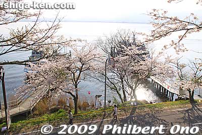 View of the boat pier.
Keywords: shiga takashima makino-cho kaizu-osaki cherry blossoms sakura flowers lake biwa 