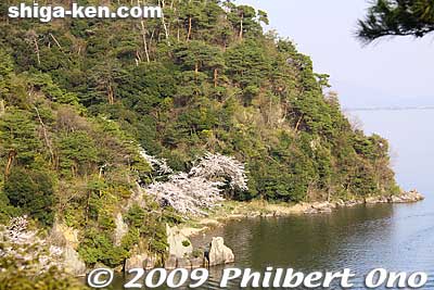 View of Kaizu-Osaki.
Keywords: shiga takashima makino-cho kaizu-osaki cherry blossoms sakura flowers lake biwa 