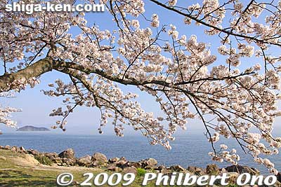 Kaizu-Osaki cherry blossoms, one of Japan's 100 Best Spots for cherry blossoms.
Keywords: shiga takashima makino-cho kaizu-osaki cherry blossoms sakura flowers lake biwa shigabestsakura