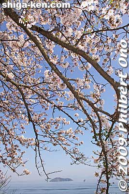 Usually it rains or storms during cherry blossom season. We were lucky in April 2009.
Keywords: shiga takashima makino-cho kaizu-osaki cherry blossoms sakura flowers lake biwa shigabestsakura