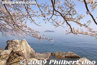 Keywords: shiga takashima makino-cho kaizu-osaki cherry blossoms sakura flowers lake biwa