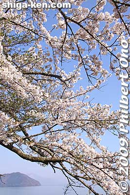Keywords: shiga takashima makino-cho kaizu-osaki cherry blossoms sakura flowers lake biwa 