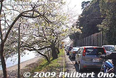 Note that the cars are bumper-to-bumper and the road has no sidewalk for pedestrians or bicycles. Be careful when walking/cycling on the road.
Keywords: shiga takashima makino-cho kaizu-osaki cherry blossoms sakura flowers lake biwa 