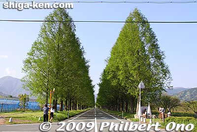 Another noted sight of Makino is this neat row of Metasequoia (dawn redwood) trees. [url=http://goo.gl/maps/LqVdC]MAP[/url]
Keywords: shiga takashima makino highland
