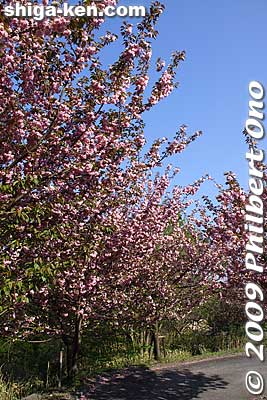 Keywords: shiga takashima makino highland cherry blossoms flowers yae-zakura