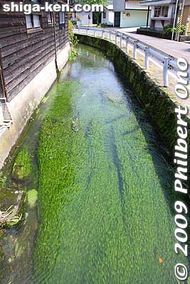 This stream with baikamo has not been muddied by the rice paddies.
Keywords: shiga takashima shin-asahi harie 