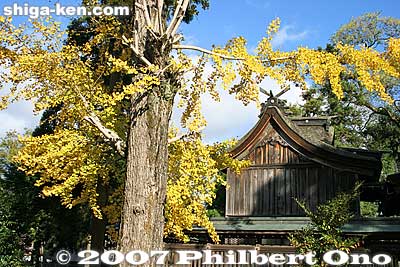 Autumn at Takatsuki Kannon Temple
Keywords: shiga takatsuki-cho kannon temple gingko tree autumn fall foilage