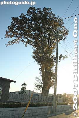 One of Takatsuki's famous trees.
Keywords: shiga takatsuki-cho
