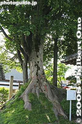 Large zelkova (keyaki) tree at the museum. Takatsuki has numerous old and distinguished trees.
Keywords: shiga nagahama takatsuki-cho amenomori hoshu-an tree