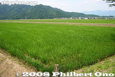 Rice paddies near Nishino Water Tunnel.
Keywords: shiga nagahama takatsuki-cho