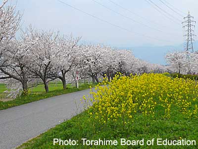 Cherry blossoms along the Kasumitei riverbank.
Keywords: shiga nagahama torahime