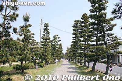 After the front torii, there is a 300-meter gravel path lined with pine trees.
Keywords: shiga yasu hyozu taisha shinto shrine 
