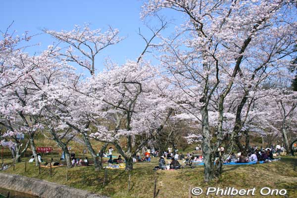 Cherry trees bloom in early April in Omi-Fuji Karyoku Koen Park (also called Omi-Fuji Green Acres), Yasu. [url=http://goo.gl/maps/3k3hE]MAP[/url]
Keywords: shiga yasu omi-fuji karyoku koen park flowers sakura cherry blossoms shigabestsakura