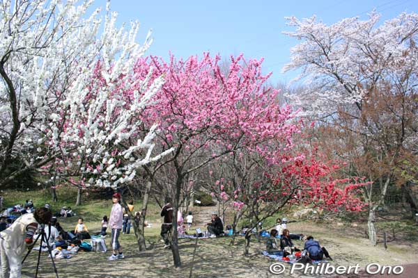 Garden of various cherry trees.
Keywords: shiga yasu omi-fuji karyoku koen park flowers sakura cherry blossoms shigabestsakura