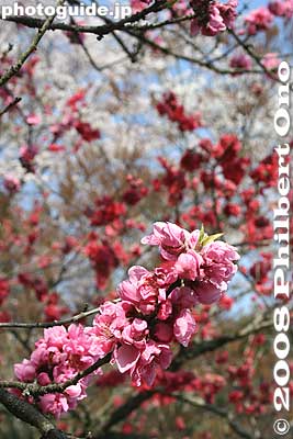 Keywords: shiga yasu omi-fuji karyoku koen park flowers sakura cherry blossoms
