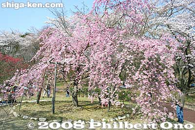 Weeping cherry tree
Keywords: shiga yasu omi-fuji karyoku koen park flowers sakura cherry blossoms