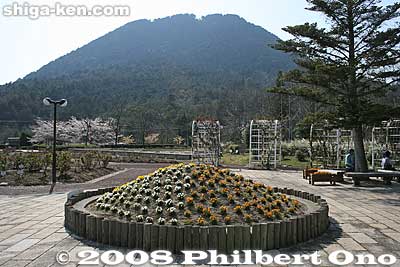 Mt. Mikami
Keywords: shiga yasu omi-fuji karyoku koen park flowers
