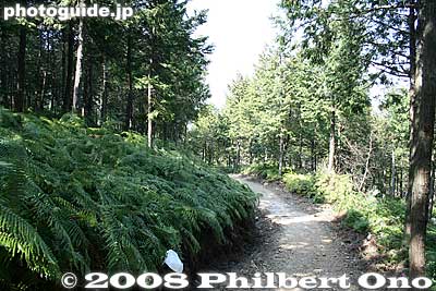 Keywords: shiga yasu mt. mikami mountain hiking trail forest trees