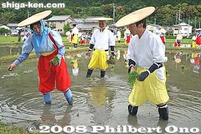Their feet are more than ankle deep in the mud. No one lost their balance and fell into the mud.
Keywords: shiga yasu rice paddy paddies planting festival o-taue matsuri
