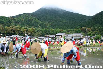 In the background is cloud-capped Mt. Mikami.
Keywords: shiga yasu rice paddy paddies planting festival o-taue matsuri