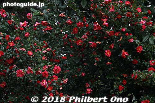 Camellia flowers
Keywords: shimane Matsue Castle