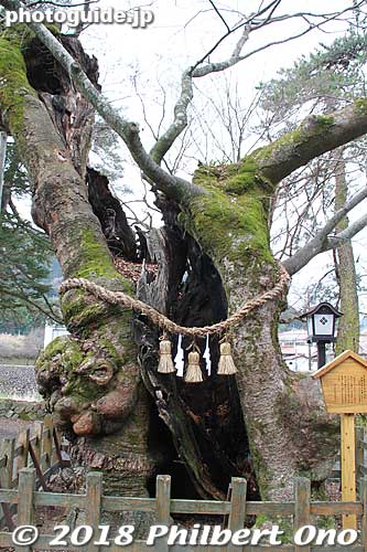 Yasaka Jinja's centuries old zelkova keyaki tree.
Keywords: shimane tsuwano Taikodani Inari Jinja Shrine