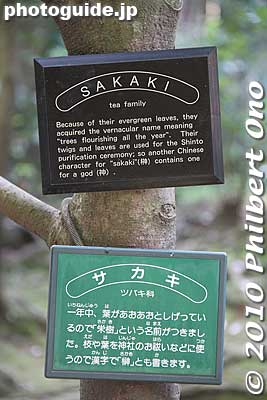 About the Sakaki tree.
Keywords: shizuoka mishima rakujuen garden shinto