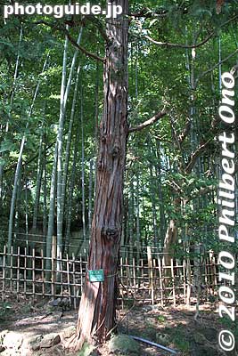 Hinoki cypress, another coveted tree species in Japan.
Keywords: shizuoka mishima rakujuen garden 