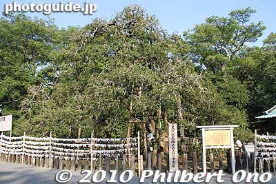 Famous and very old sweet olive tree (kinmokusei) キンモクセイ 金木犀
Keywords: shizuoka mishima taisha shinto shrine 