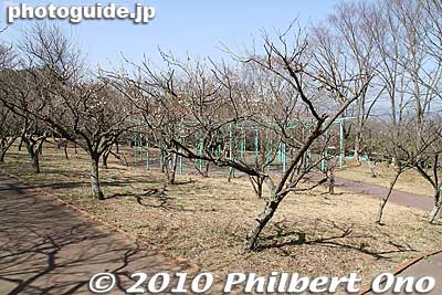 Nihondaira ume plum grove. Flowers already withered by the time I was there in mid-March. 日本平梅園
Keywords: shizuoka nihondaira 