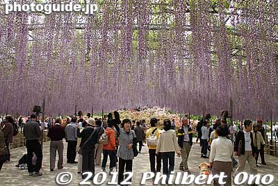 The main and spectacular attraction is this Giant Wisteria (大藤) on a expansive trellis. 
Keywords: tochigi ashikaga flower park wisteria flowers garden