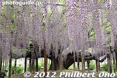 This wisteria tree is about 140 years old. It was transplanted here in Feb. 1996.
Keywords: tochigi ashikaga flower park wisteria flowers garden